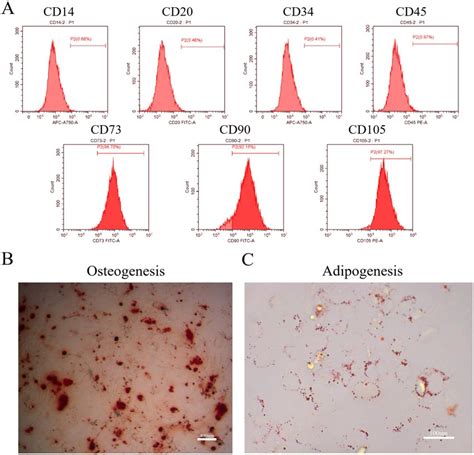 Identification Of Dental Pulp Stem Cells Dpscs Flow Cytometry A