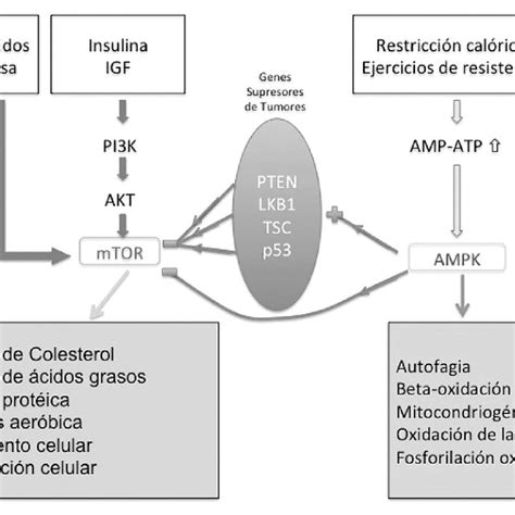 Vías metabólicas opuestas entre mTOR vía oncogénica y AMPK