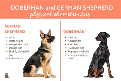 Doberman Vs German Shepherd Fight