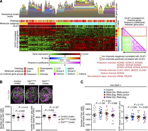 Clic Mutations And RNAi Knockdown Of Clic Eag Or Both Clic And Eag Do