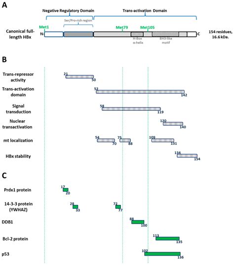 Domain Organization Of The Canonical Hbx Protein And Interacting