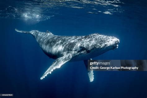 Humpback Whales Underwater View Tonga Western Fiji High Res Stock Photo