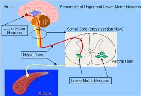 Biochemical Basis Amyotrophic Lateral Sclerosis