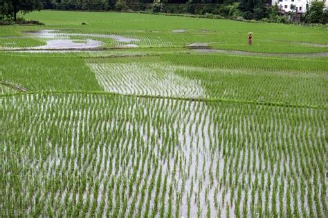 機插稻田兩次封閉除草 每日頭條