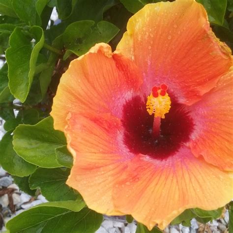 Hibiscus Rosa Sinensis Hawaiian Sunset Hibiscus Hawaiian Sunset In