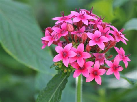 20 Star Shaped Flowers For Your Garden Plant Index