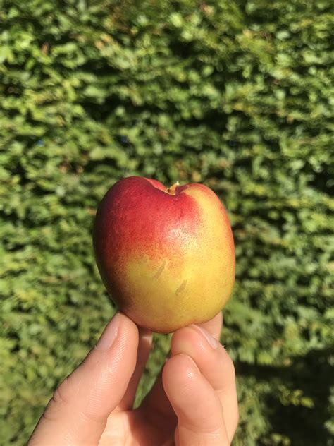 Nektarine Flavortop Buschbaum Wurzelnackt 3 Jährig