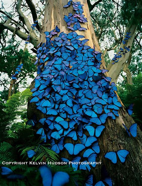 Real Blue Butterflies In Nature