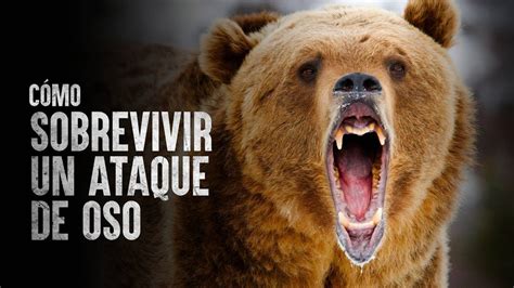 Cómo Sobrevivir al ataque de un oso YouTube