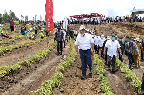 Luhut Sambut Positif Hasil Komoditas Food Estate Humbahas Primenews