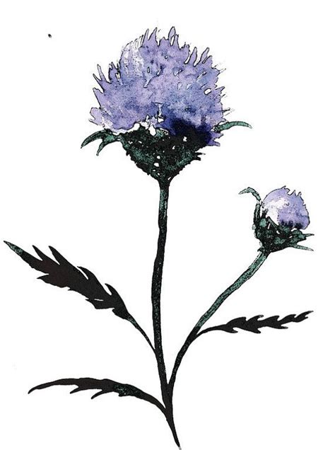 Scottish Thistle Watercolor Flower Purple Minimalist Nature