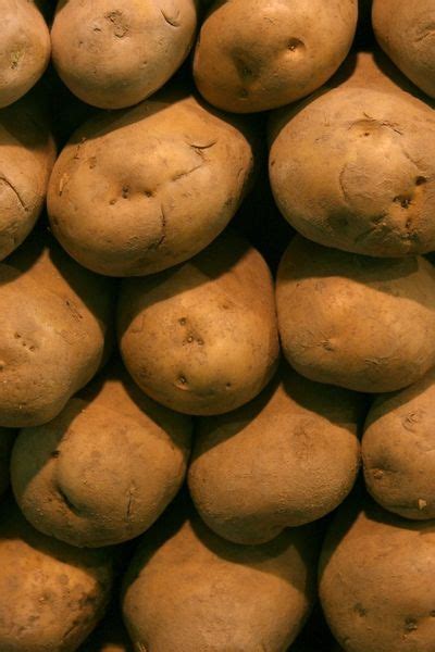 Irish Potato Information Tips On Planting Irish Potatoes In The Garden