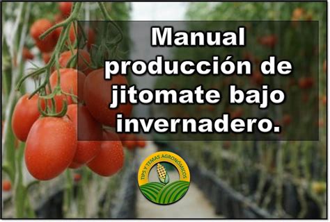 Libros y Noticias de Agronomia Manual de producción de tomate bajo