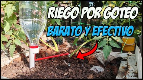 C Mo Hacer Un Sistema De Riego Por Goteo Ecol Gico Con Una Botella