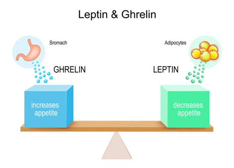 50+ Leptin Ghrelin Illustrations, Royalty-Free Vector Graphics & Clip ...