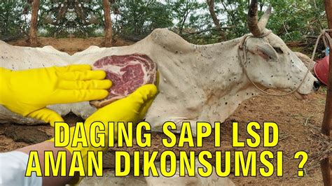 Daging Sapi Penyakit Lsd Lumpy Skin Disease Youtube