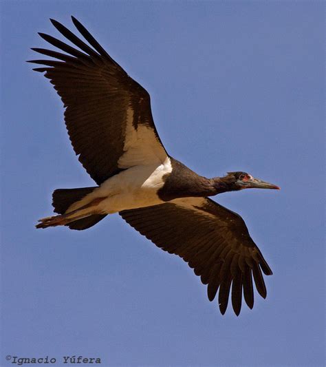 Abdim's Stork - BirdForum Opus | BirdForum