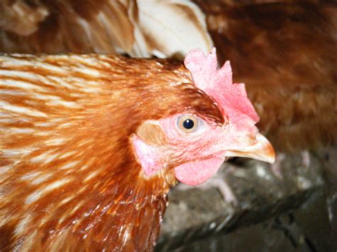 Lohmann Brown Hens Page 2 Backyard Chickens Learn How To Raise