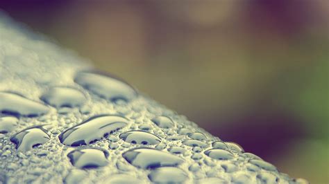 Wallpaper Nature Water Drops Closeup Dew Leaf Flower Drop