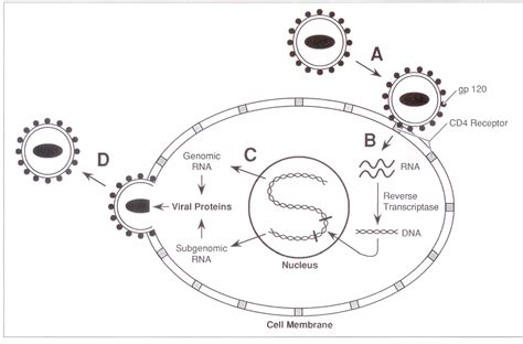 Figure From Strategies Anti Retrovirales Dans Le Syndrome D