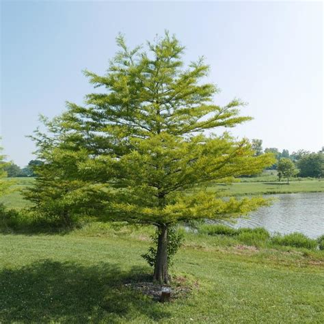 Bald Cypress 93 Nursery