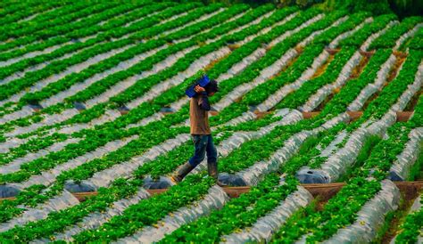 Cultivos De Fresas Belleza Paisaj Stica Con Sabor A Exportaci N