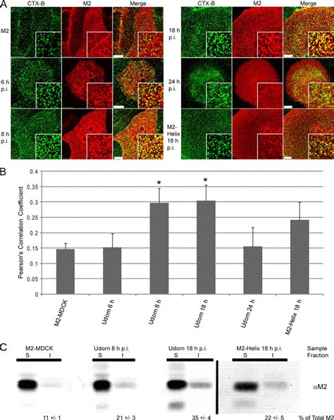 Influenza Virus M Ion Channel Protein Is Necessary For Filamentous