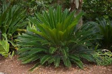 Sago Palm Tree ( Cycad )