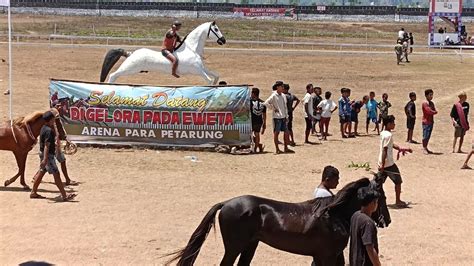 Pacuan Kuda Lapangan Gelora Sumba Barat YouTube