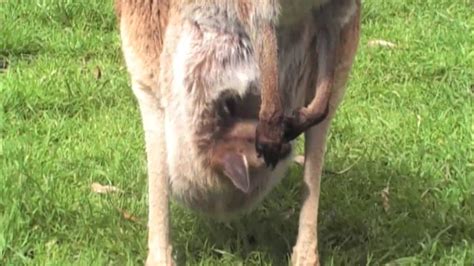 Baby Kangaroo Inside Pouch2 Youtube