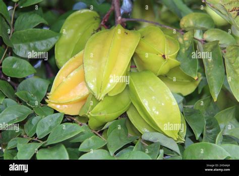 Carambola Un Manojo En Un árbol Averrhoa Carambola Pertenece A La