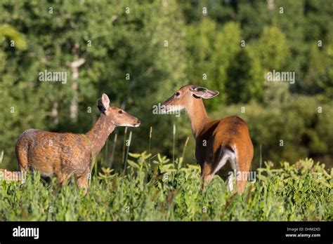 White Tailed Deer Odocoileus Virginianus Stock Photo Alamy