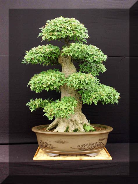 Best Mature Bonsai Tree Check It Out Now Leafyzen