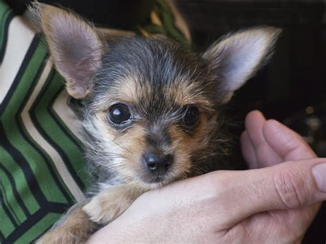 Chorkie Chihuahua Yorkie Mix Breed Review And 13 Pictures Animalso