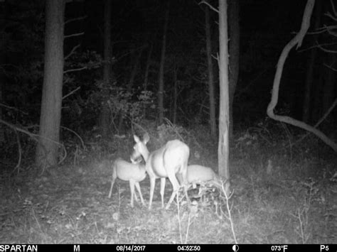 Can Twin Deer Fawns Be Sired By Two Bucks? - Big Deer