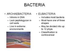 Eubacteria Shapes