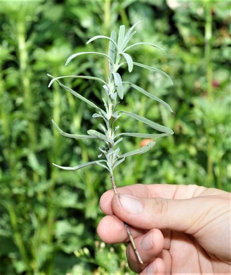 Reproducir Lavanda Por Esquejes Gu A Para No Hacerlo Mal