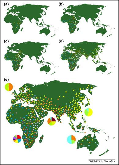 Human genome diversity: frequently asked questions: Trends in Genetics