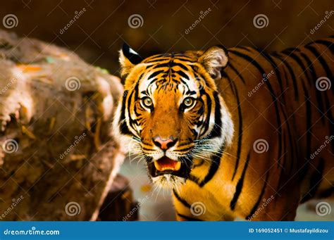 Tiger stock image. Image of eyes, editorial, horrific - 169052451