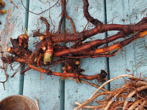 A View From Planet Boulder Japanese Knotweed