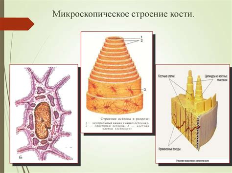 Микроскопическое и макроскопическое строение кости - презентация онлайн