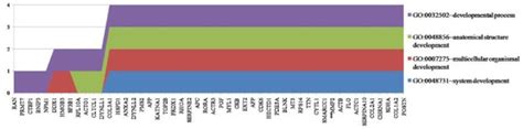 Development Cluster From David Functional Annotation Clustering With