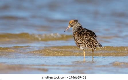 Male Ruff Bird Breeding Plumage Stands Stock Photo 2216580065