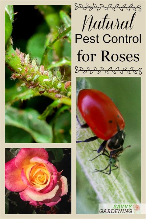 Rose Pests Identification And Organic Controls For The Landscape