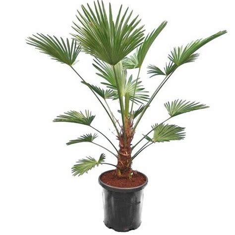 Trachycarpus Wagnerianus Frosty Stam Cm Totale Hoogte