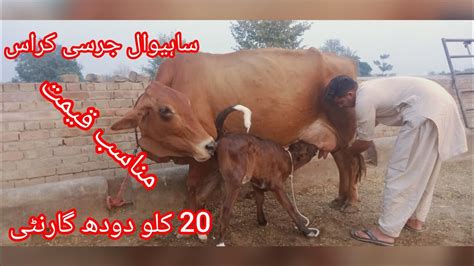 Sahiwal Jersey Cross Cow For Sale In Pakistan