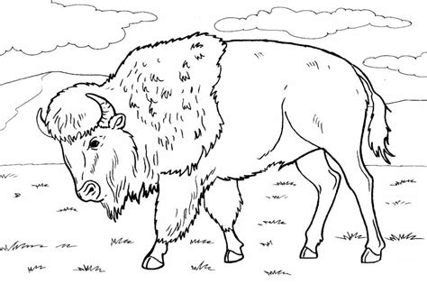 Bison Coloring Pages