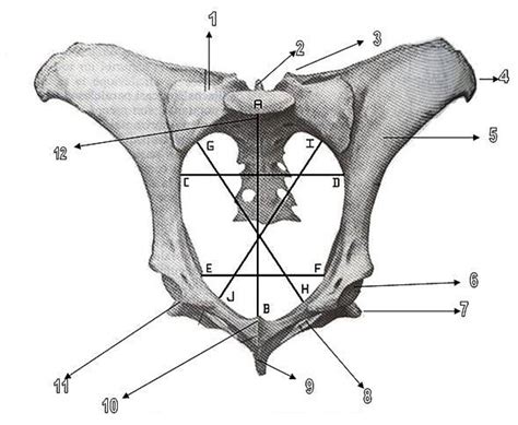 Juegos De Ciencias Juego De Huesos De La Pelvis Bovina 1 Cerebriti