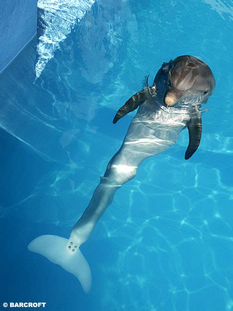 The world's first bionic sea creature: Winter the dolphin gets a ...