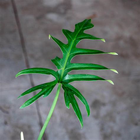 Philodendron Elegans Gabriella Plants